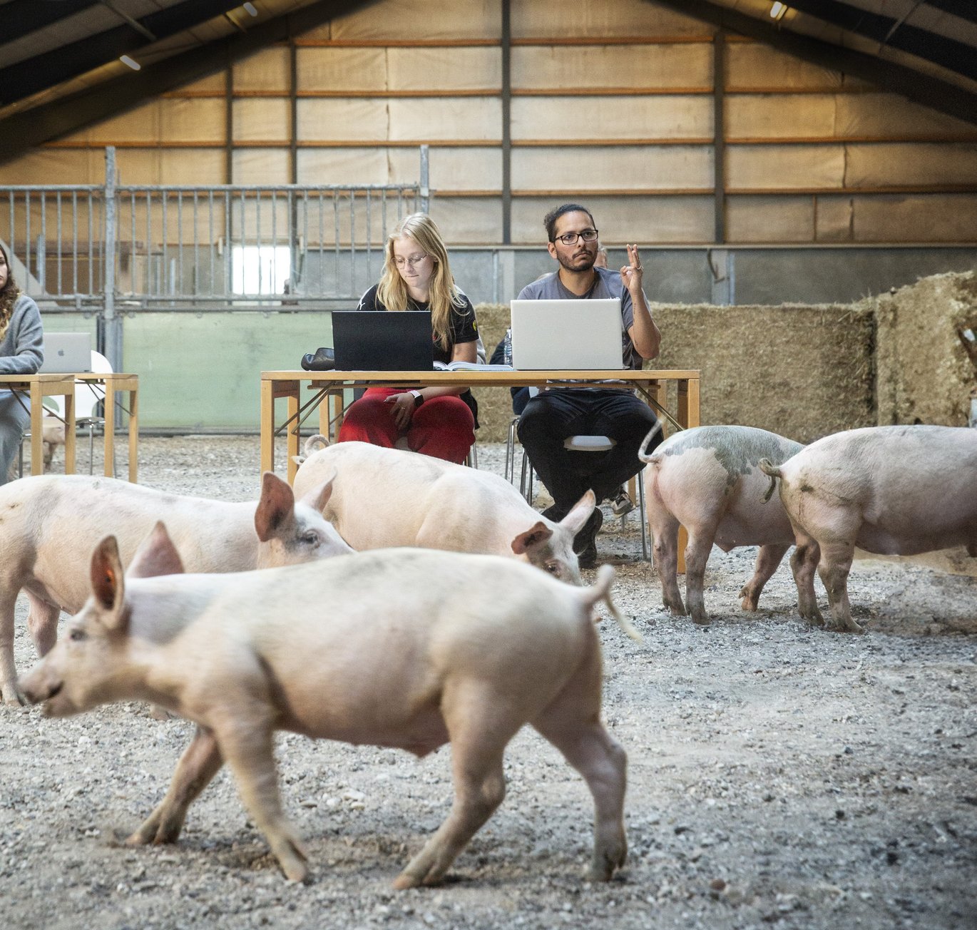 Pigs with two students sitting at a desk in a stable in Viborg