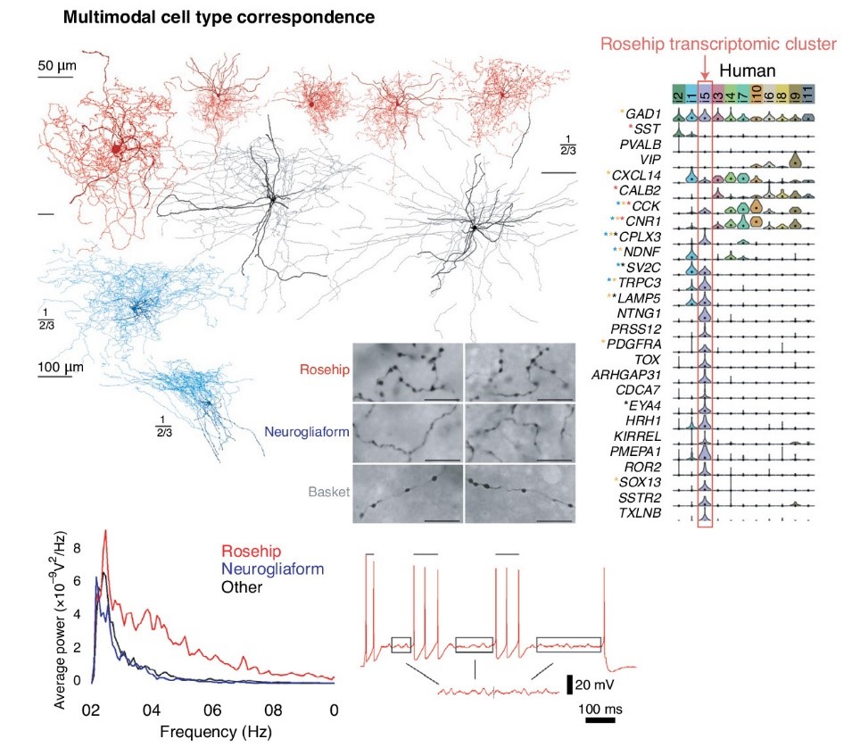 The figure shows distinctive GABAergic neuron types in layer 1 human cortex